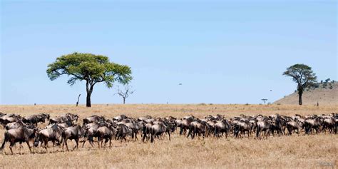 Masai Mara Vs Serengeti – Which Park Should You Choose? – SafariBookings