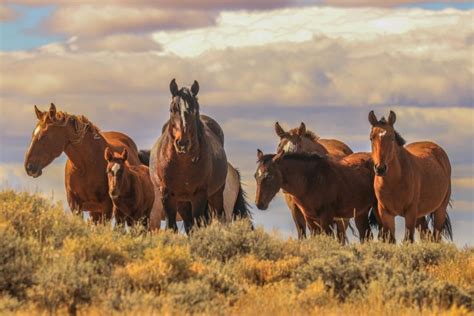 Feds Intent on Removing Wyoming’s Wild Horses | HORSE NATION