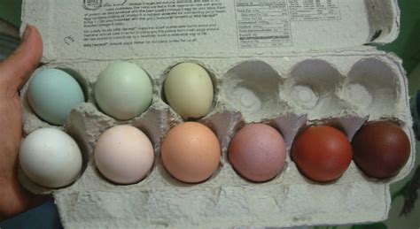 Our egg colors so far | These are all the colors of eggs our… | Flickr