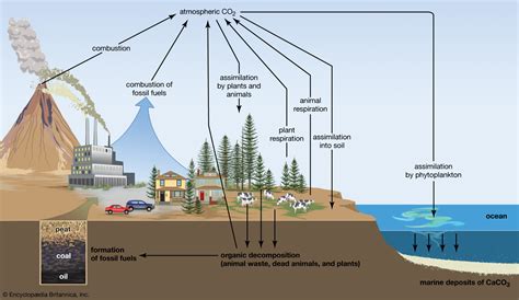 Carbon Sequestration - Best UPSC Coaching Centre in Hyderabad