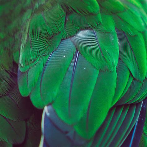 Exotic feathers :: Behance