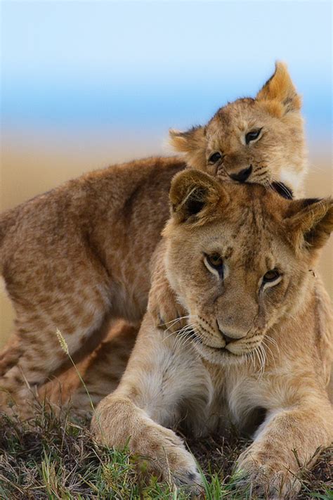 cubs playing around | Small wild cats, Animals wild, Beautiful cats