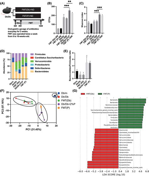 Faecal microbiota transplantation of Db/Db mice and Db/Db+2%P mice to... | Download Scientific ...