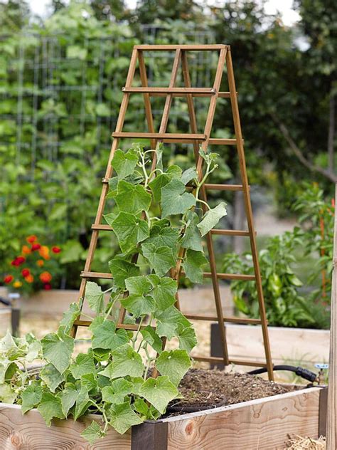 24 Easy DIY Garden Trellis Ideas & Plant Structures - A Piece of Rainbow