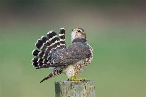 Merlin! | BirdNote