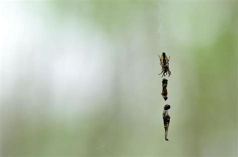 spider with prey 6218144 Stock Photo at Vecteezy