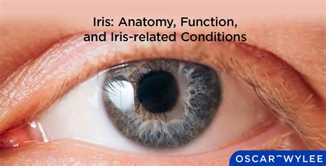 Iris: Anatomy, Function, and Iris-related Conditions