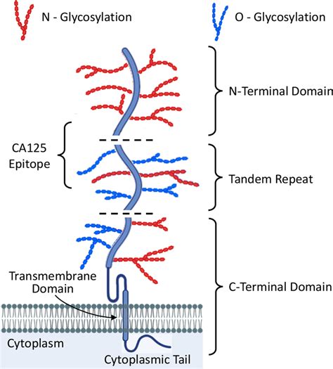 Schematic representation of mucin-16 (CA125) structure: MUC16 contains ...