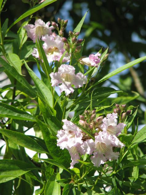 21 Flowering Trees For Arizona - ProGardenTips