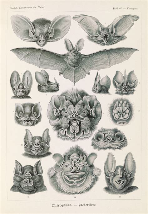 Plate 67, Chiroptera – Product — The Public Domain Review