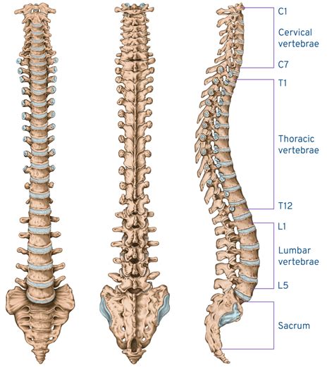 Basic Spine Anatomy