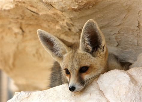 Cuteness is a curse for the adorable Fennec Fox | Green Prophet