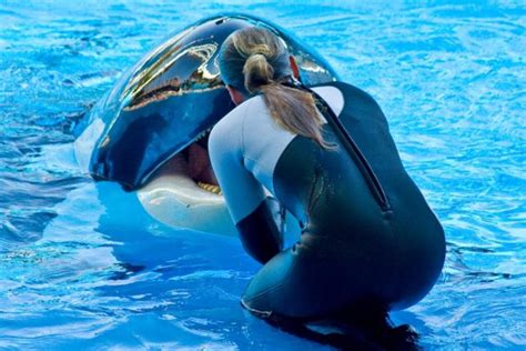 Dawn Brancheau SeaWorld Trainer Killed