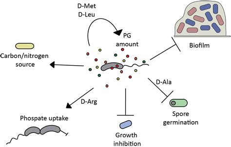 Frontiers | New Insights Into the Mechanisms and Biological Roles of D ...