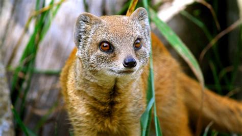 Yellow Mongoose | Cynictis penicillata | Marwell Zoo