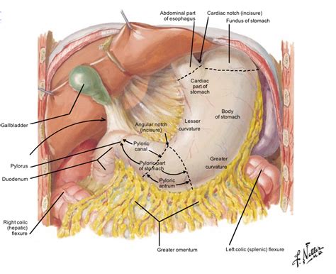 Abdominal General Anatomy | Medicina