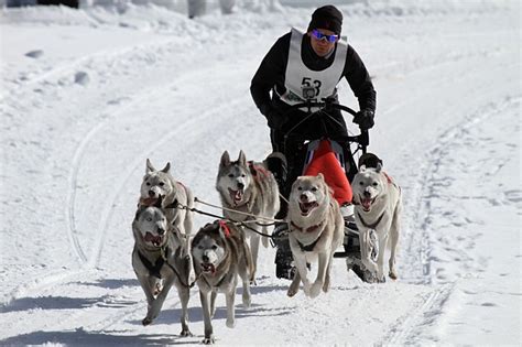 Dog Sled Teams: History, Positions, Breeds, Compositions, Commands ...