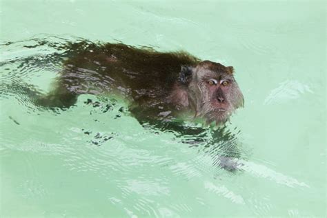 Everything You NEVER Wanted to Know About Sea Monkeys