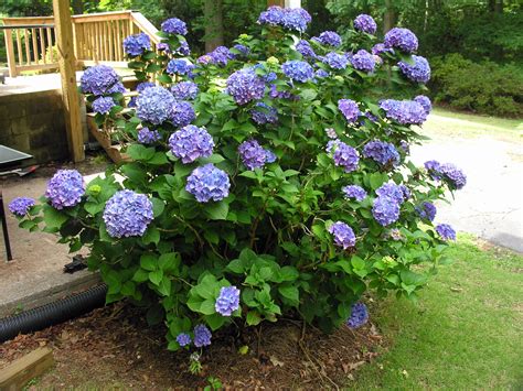 Hydrangeas - campestre.al.gov.br