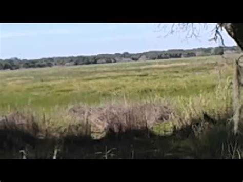 Myakka River State Park Skunk Ape Sighting (Video) | Paranormal | Before It's News