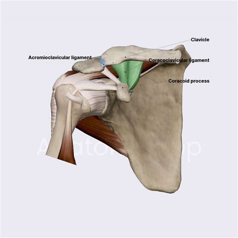 Ligaments of acromioclavicular joint | Ligaments of the upper limb | Upper Extremity | Anatomy ...