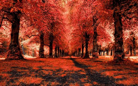 Red Forest, Landscape, Path wallpaper | nature and landscape | Wallpaper Better