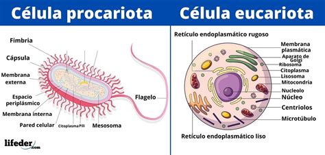 Tipos de células y sus características (eucariotas y procariotas)