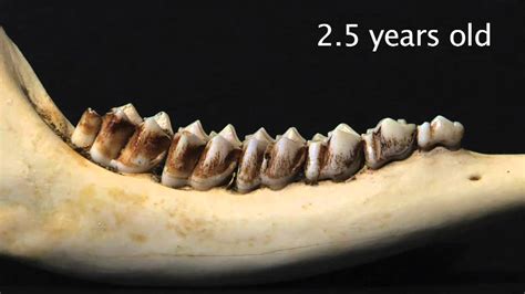 aging whitetail deer teeth chart - Keski