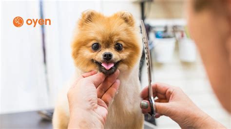 10 Best Cat & Dog Grooming Shops in KL & Selangor (Including Costs)