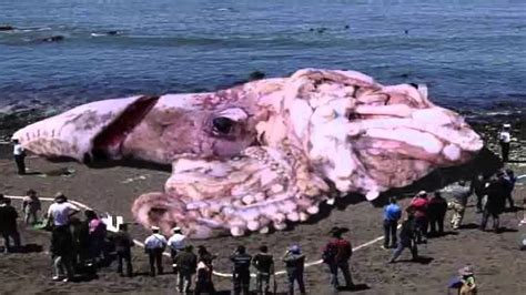 #Thewrapupmagazine: Giant Squid Caught