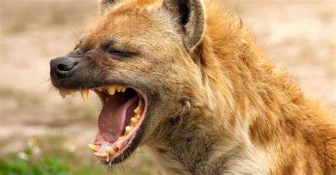 Hyena Teeth: Everything You Need to Know - AZ Animals