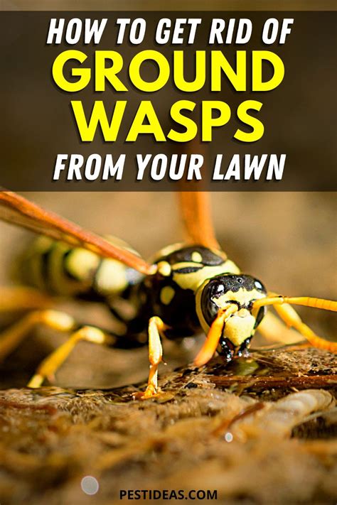 Keep your lawn clear of ground wasps- Get rid of their nests safely and naturally- DIY wasp ...