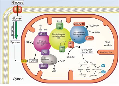 Pyruvate Dehydrogenase Complex Diagram