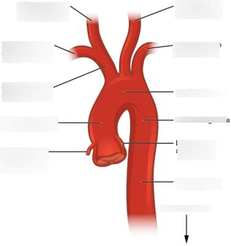 aortic arch Diagram | Quizlet