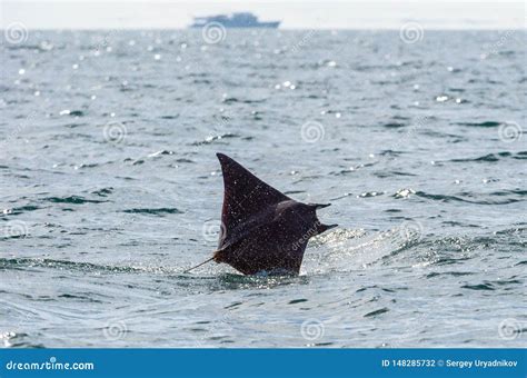 Mobula Ray Jumping Out of the Water. Stock Photo - Image of flight, manta: 148285732