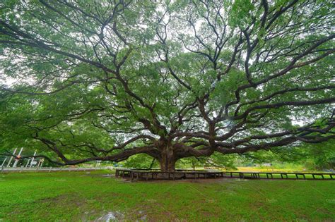 Giant green Samanea saman tree with | Tree, Landscape background, Tropical tree