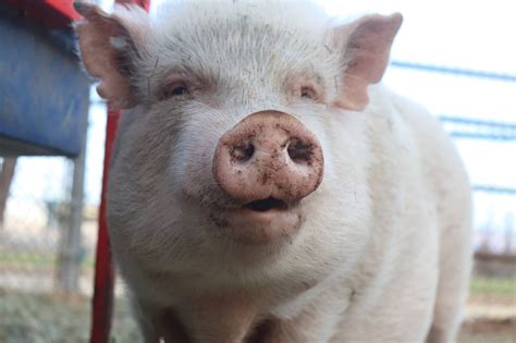 Pigs — Kindred Spirits Care Farm