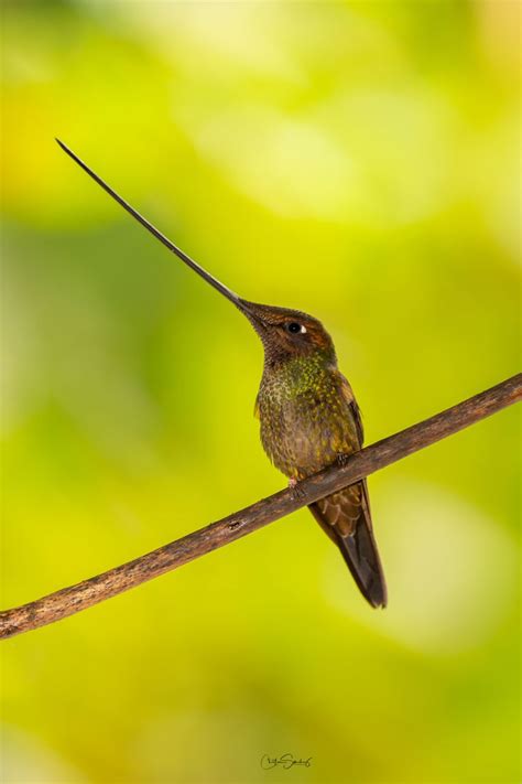 Sword-billed hummingbird | Hummingbird photo, Hummingbird, World birds