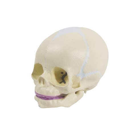 Buy Human Infant Skull Model, Life Sized Fetus Skull, Anatomy Baby Skull Model for Medical ...