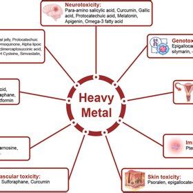 (PDF) Impact of heavy metals on the environment and human health: Novel therapeutic insights to ...