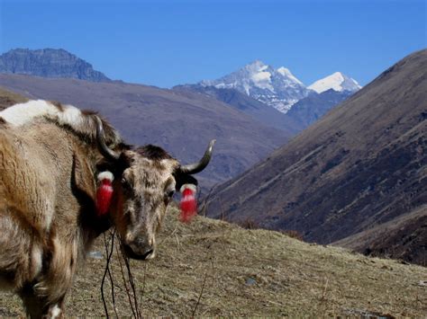 yak-in-front-of-high-himalayas - Yak Holidays