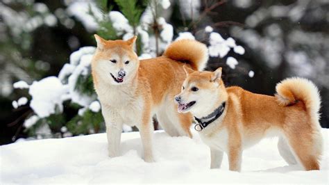 Shiba Inu Wallpapers - Top Free Shiba Inu Backgrounds - WallpaperAccess