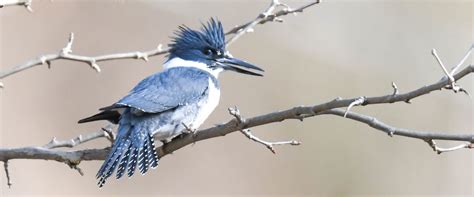 Belted Kingfishers Gallery – Flying Lessons