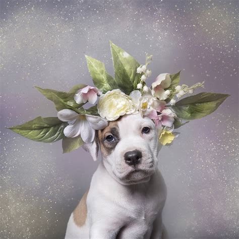 How Photographers Have Elevated Pet Photography Into an Art Form