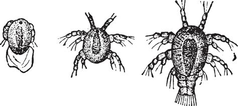 Larva Cyclopsvintage Engraving Antique Larvae History Vector, Antique, Larvae, History PNG and ...
