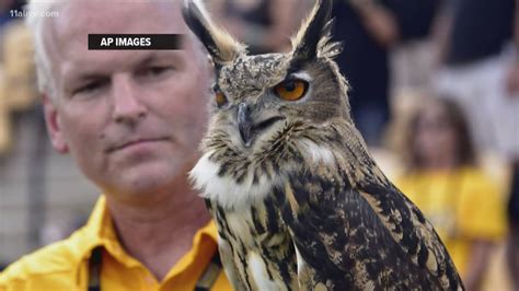 Kennesaw State loses beloved owl Sturgis to contract dispute | 11alive.com