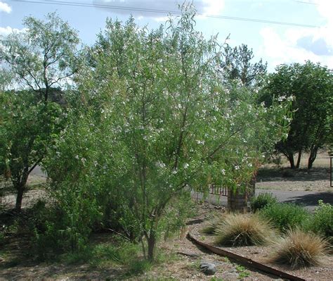 Desert Willow Winter