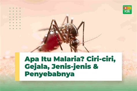 Malaria - Pengertian, Ciri-ciri, Gejala, Jenis-jenis & Penyebabnya ...