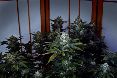 Growing Mediums: How to choose what is best for you - Illinois Craft Cannabis