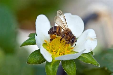 The Amazing Benefits Of Bee Pollination In Your Garden - Revive A Bee